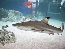 Schwarzspitzenriffhai © Sea Life Konstanz
