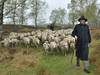 Tierpark Nordhorn - Erfolgreicher Schafauftrieb