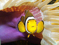 Clownfisch in Anemone © Sea Life Königswinter