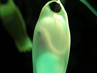 Haiei © Sea Life Königswinter
