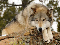 Das Wild Spirit Wolf Sanctuary in New Mexico © Allison Bailey