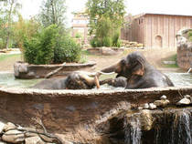 Elefanten beim Baden © Zoo Leipzig