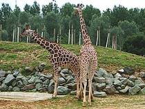 Giraffen im Colchester Zoo © Martin Pettitt