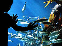 Kind am Becken © Sea Life Königswinter