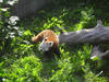 Mit diesem Roten Panda ist gerade nicht gut Kirschen essen. © kristiannordestgaard