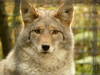 Wolf im Alaska Zoo © novemberwolf