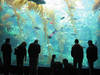 Das Birch Aquarium at Scripps in San Diego, Kalifornien © Jessica Crawford