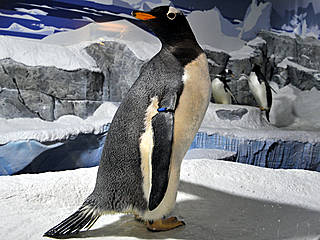 Pinguin © Sea Life Konstanz