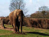 Elefant im Safaripark © no1danny