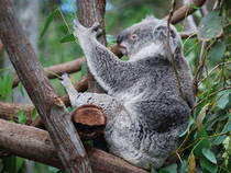 Koala © andrew.napier