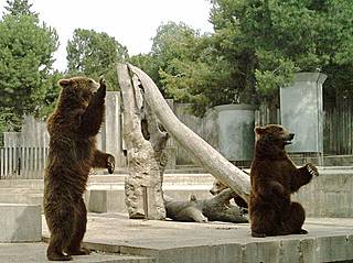 Braunbären im Zoo Madrid. © Manuel de Corselas