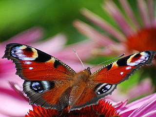 Schmetterling im Botanischen Garten Solingen. © madebybo