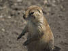 Prairie dog at Red River Zoo © a200/a77Wells