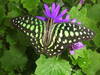 Schmetterling auf dem Passifloraheuve. © Hans B.
