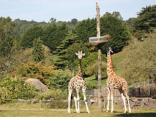 Giraffen im Paignton Zoo. © BatgirlBob