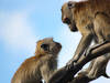 Zwei Affen im Givskud Zoo © JarleR