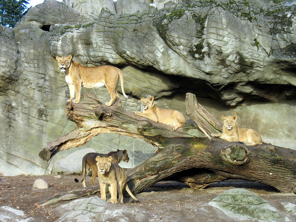 Löwen im Tierpark Hagenbeck © Moe_