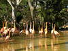 Flamingos im Zoo Barcelona © Oh-Barcelona.com