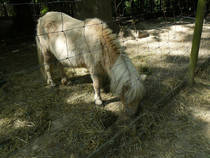 Ein Shetty beim Futtern © Achim-s