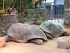 Riesenschildkröten im Artis Zoo © katielips