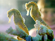 Seepferdchen © Sea Life Konstanz