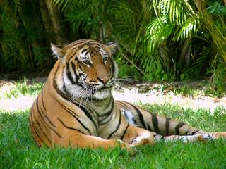 Tiger im Palm Beach Zoo. © Palm Beach Zoo