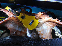 Oktopus © Sea Life Konstanz