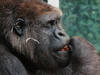 Gorilla im Tierpark Hellabrunn © Christoph Schmidt
