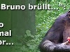 Bruno brüllt: Ich wär so gern einmal ein Zoodirektor...